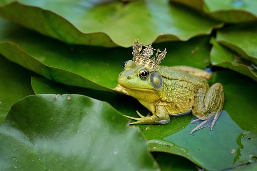 Frog with crown on lily pads